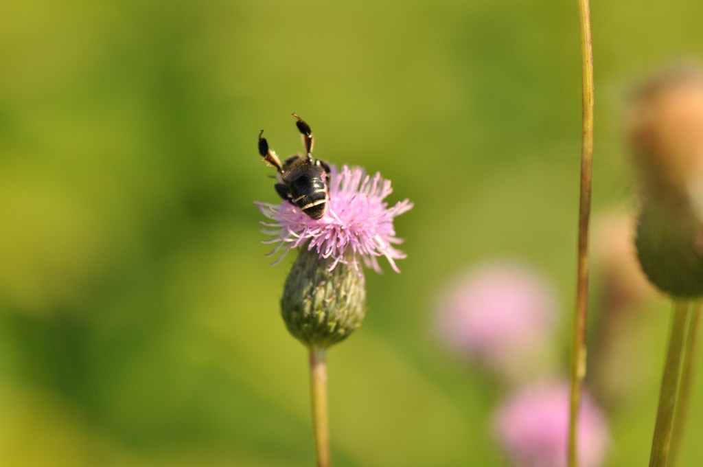 Skrócinki (Macropis)