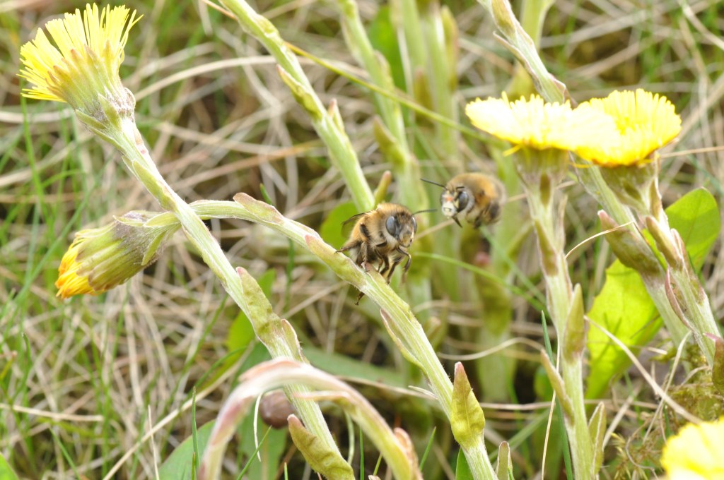 Porobnica włochatka (Anthophora&nbsp;plumipes)