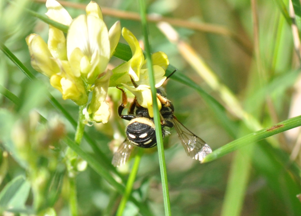 Makatka wełnista (Anthidium&nbsp;punctatum)