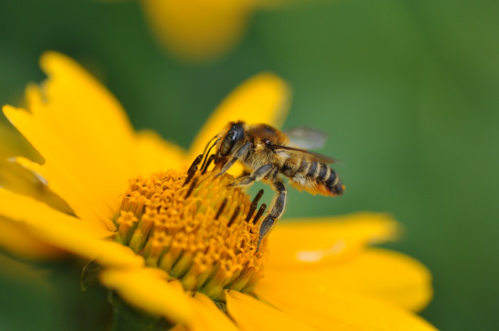 Szkolenie o pszczołach w&nbsp;mieście