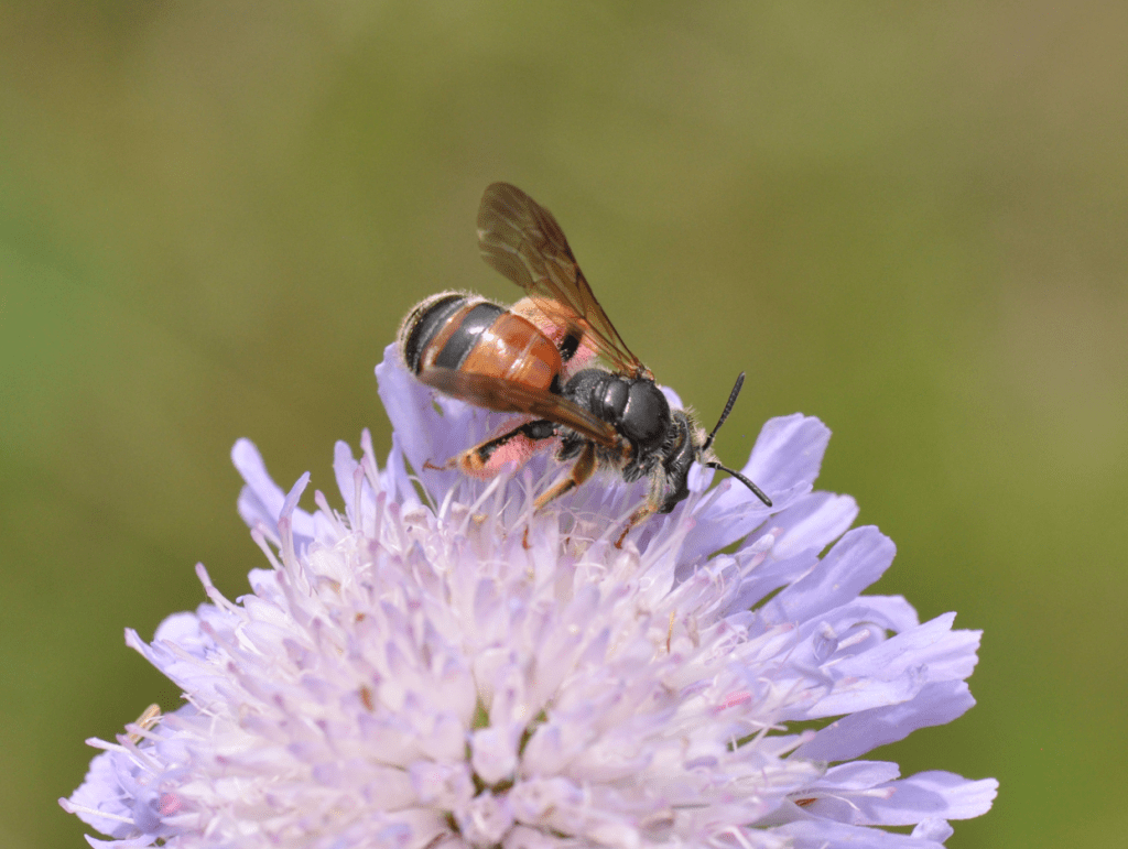 Pszczolinka świerzbnicówka (Andrena hattorfiana)