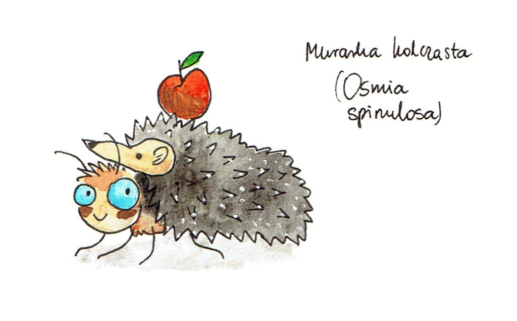 Murarka kolczasta (Osmia spinulosa) – wybory pszczoły&nbsp;roku