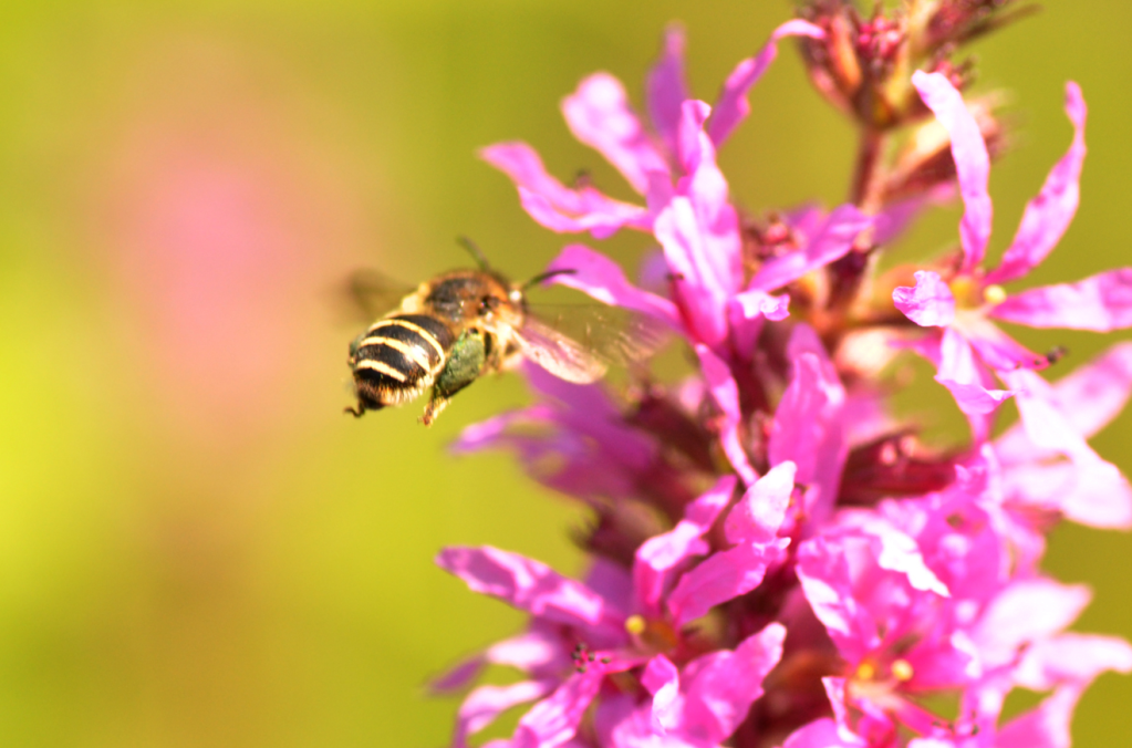 Spójnica krwawnicowa (Melitta nigricans) – wybory pszczoły&nbsp;roku