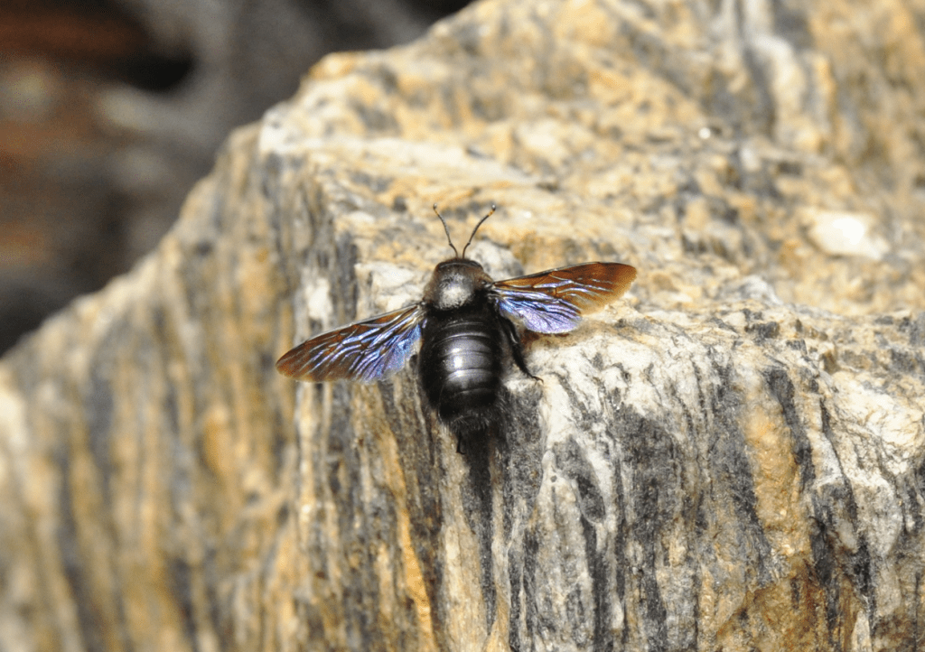 Zadrzechnie – jeden rodzaj, dwa gatunki