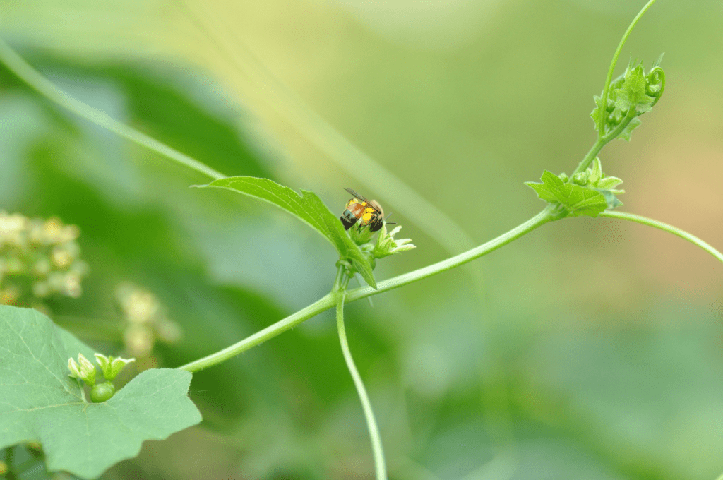Pszczolinka przestępówka (Andrena florea)