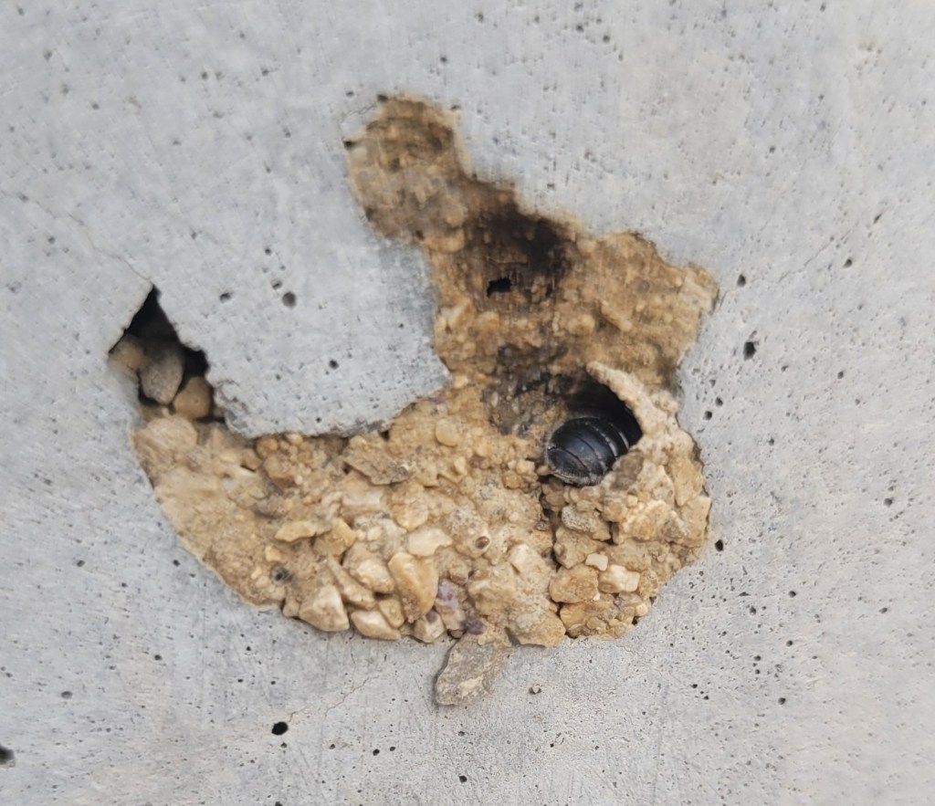 Pseudomurarka nakamionka (Hoplitis&nbsp;anthocopoides)