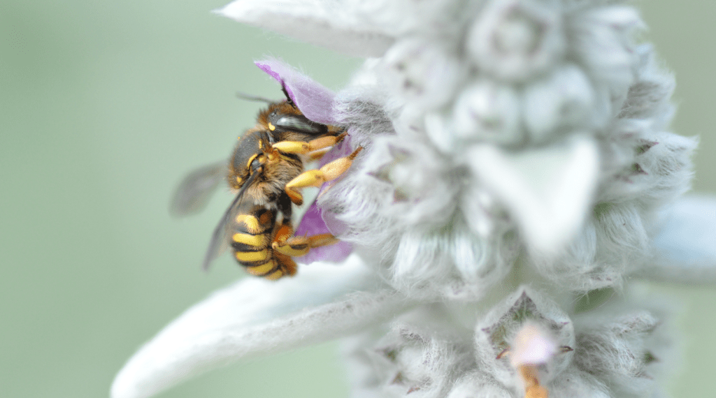 Pszczoły na Zamku Królewskim w Warszawie – podsumowanie&nbsp;2025