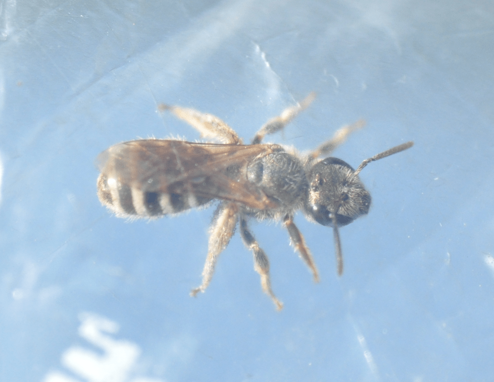 (Wcale nie) nowe gatunki na checkliście polskich&nbsp;pszczół