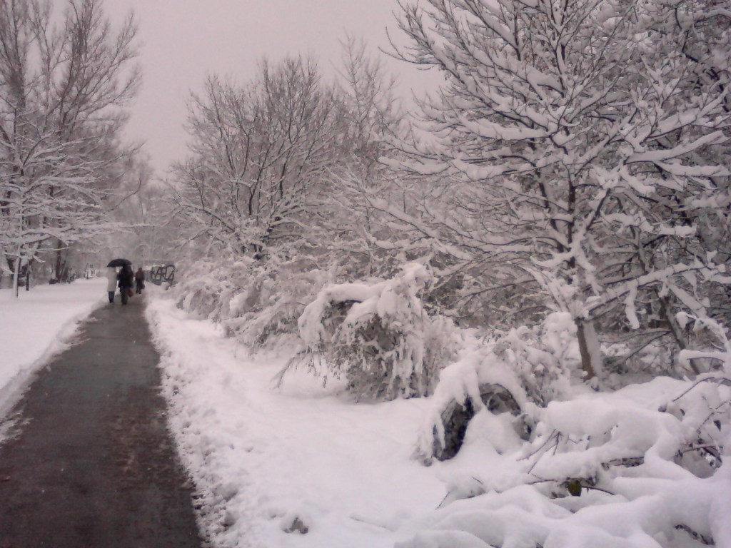 Pszczoła w domu w środku&nbsp;zimy