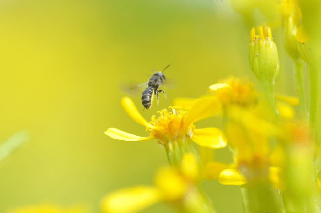 Pszczoły Ogrodów Zamkowych w Warszawie –&nbsp;spotkanie
