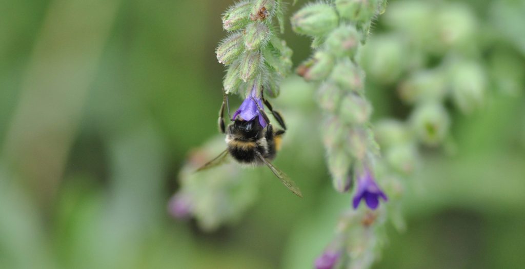 Bioblitz i spacer – Warszawa, 18-19&nbsp;lipca