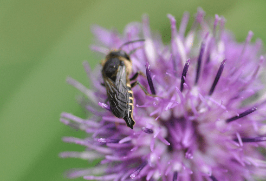 Ścieska rybiogonka (albo płatówka) (Coelioxys&nbsp;alatus)
