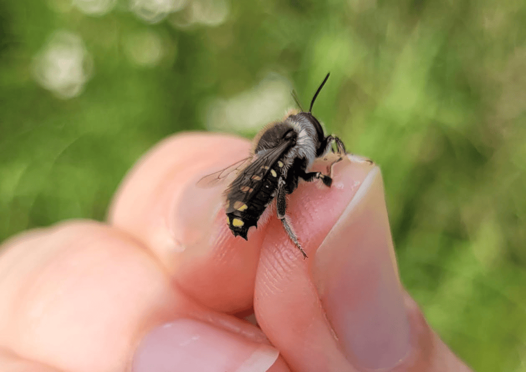 Makatka siedmiozębna (Anthidium septemspinosum) – drugie&nbsp;spotkanie
